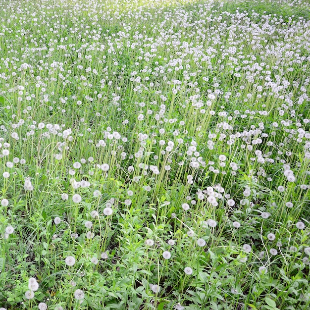 Flor dente de leão fofo branco em campo verde