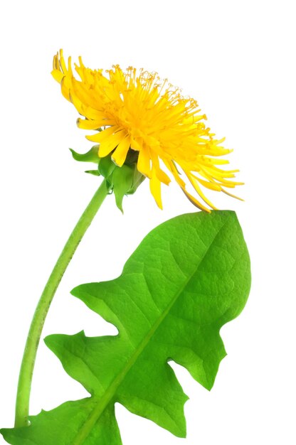 Flor dente de leão isolada em um fundo branco