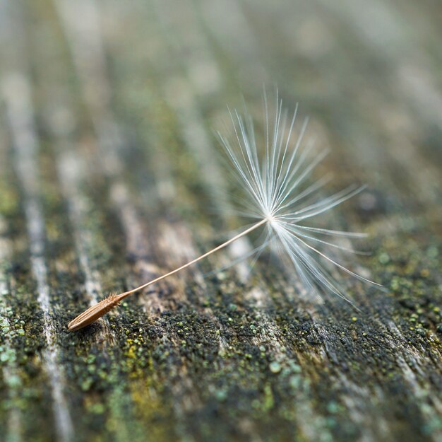 flor dente de leão no jardim