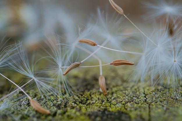 flor dente de leão no jardim