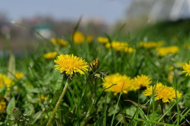 flor dente de leão pequenos detalhes bem feito