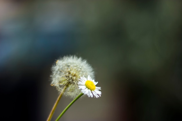 Flor dente de leão