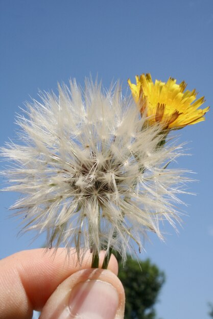 Flor dente de leão