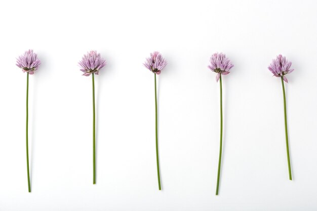 Flor desabrochando Allium schoenoprasum em uma superfície de superfície branca