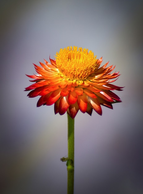 Flor Desabrochando Brilhante