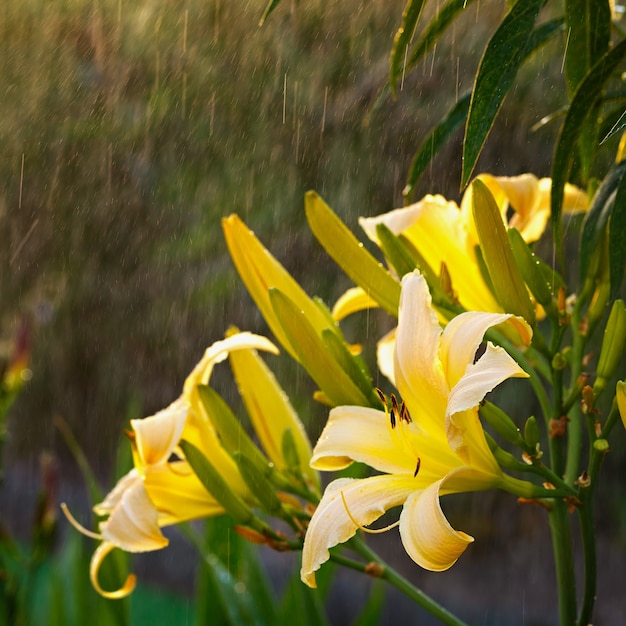 Flor desabrochando com gotas de chuva no jardim.