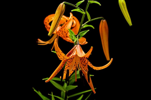 Flor desabrochando de lírio laranja isolada em fundo preto