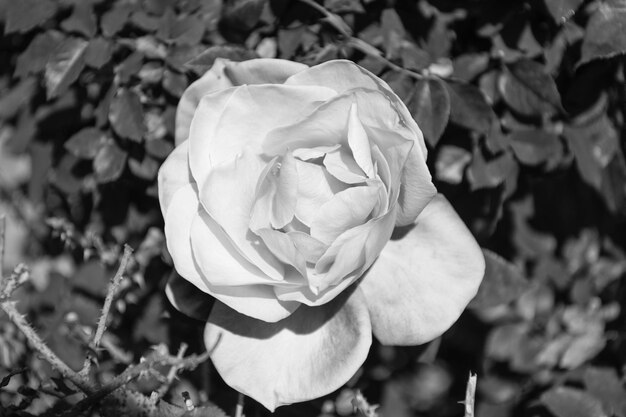 Flor desabrochando de verão pétalas de flores macias jardim de rosas na primavera roseira rosa