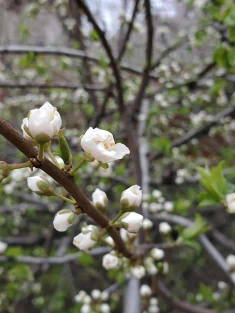 Flor desabrochando no galho de árvore Verdura de primavera