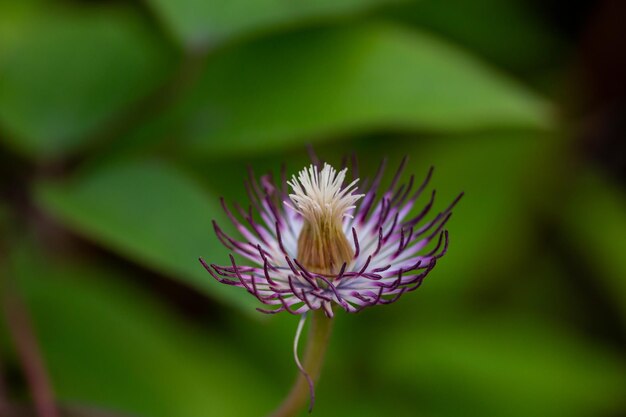 Flor desbotada de clematite roxa sobre fundo verde em uma macrofotografia de dia ensolarado de verão