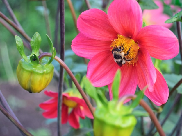 una flor desenredada de Cynia es escarlata con una abeja