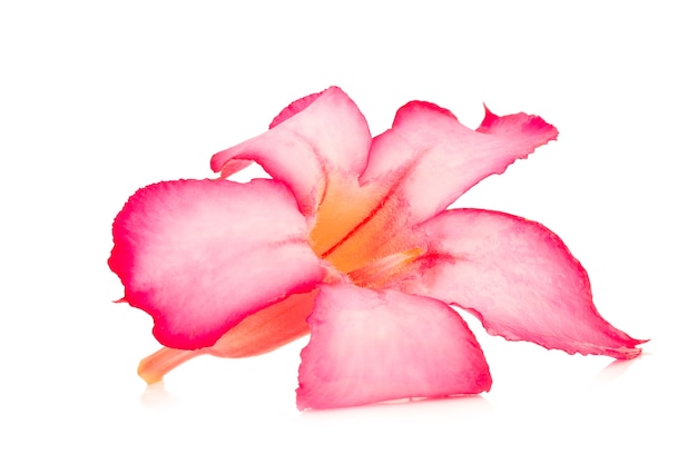 flor deserto rosa ro rosa bigononia isolado no fundo branco