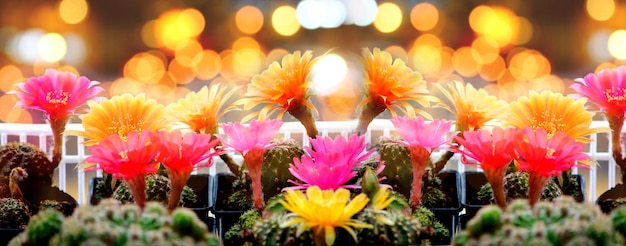 Flor del desierto de cactus multicolor con fondo borroso colorido bokeh