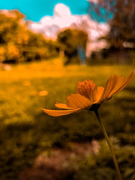 Foto flor en dia quente