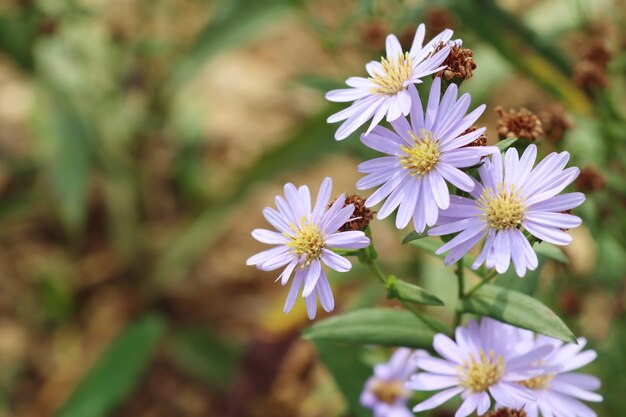 flor diasy en la naturaleza