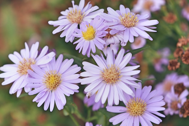 flor diasy en la naturaleza