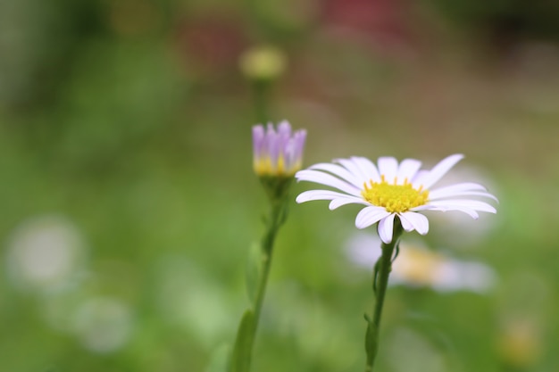 Flor Diasy no jardim