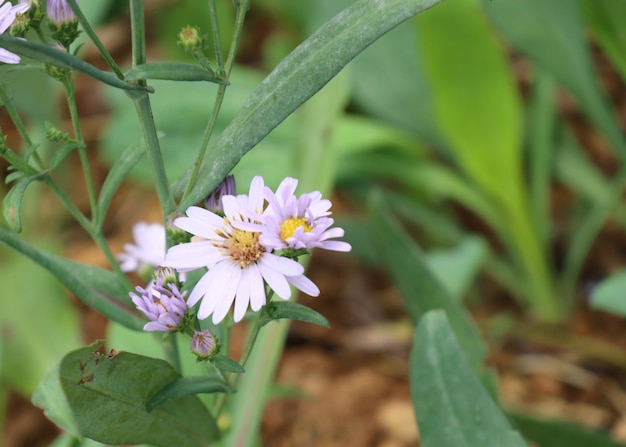 Flor Diasy no jardim