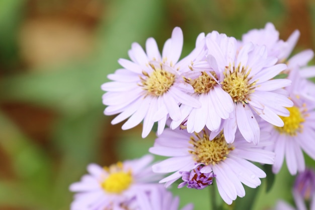 Flor Diasy no jardim