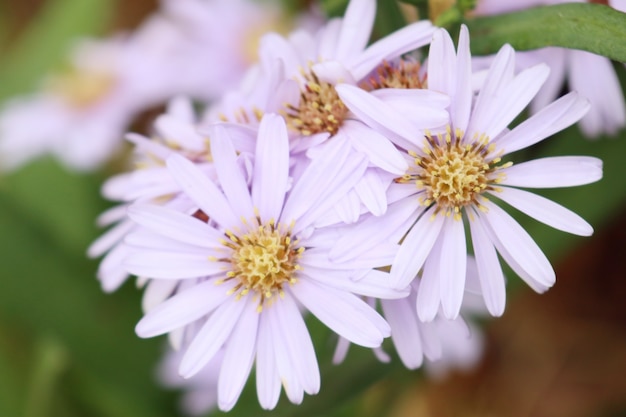 Flor de diasya en el jardín