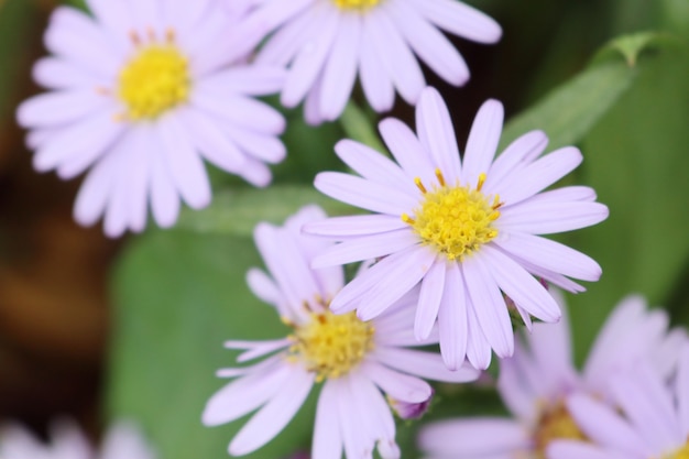 Flor de diasya en el jardín