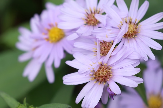 Flor de diasya en el jardín