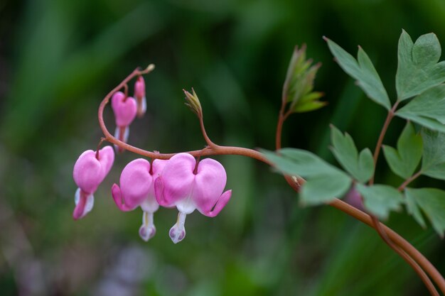 Foto flor de dicenter primer plano enfoque suave en whitepink flores de dicenter en forma de corazón en el jardín de verano ...