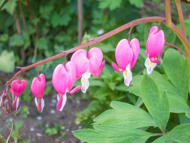 Flor de dicentra en jardin