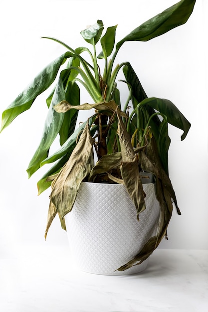 Una flor de dieffenbachia medio marchita Flores durante la guerra