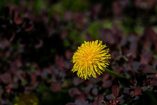 Flor de diente de león abierta amarilla sobre un fondo burdeos oscuro