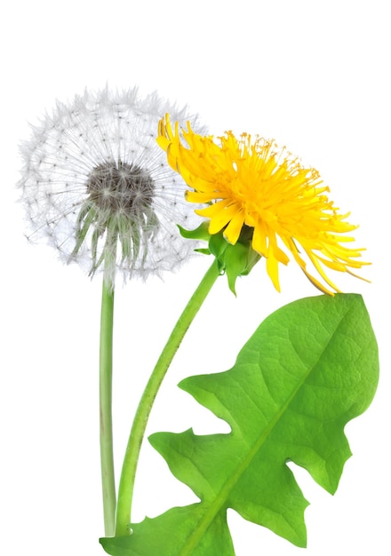 Flor de diente de león aislado sobre un fondo blanco.