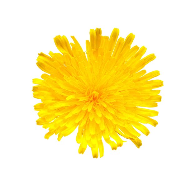 Flor de diente de león amarillo aislado en un fondo blanco. Plano, vista superior