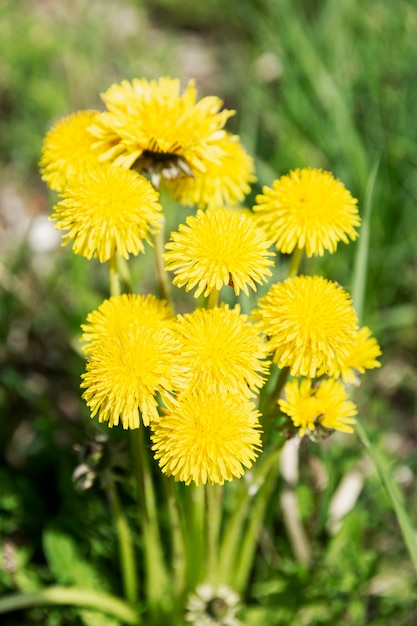 Flor de diente de león amarillo en un campo en un día soleado