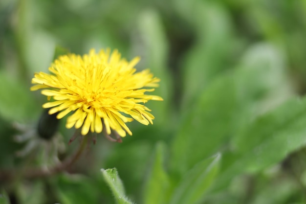 Flor de diente de león amarillo en el jardín