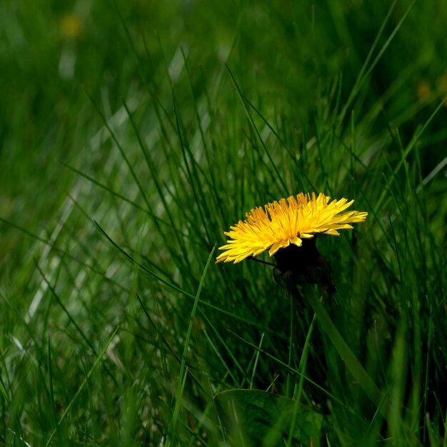 Flor de diente de león amarillo