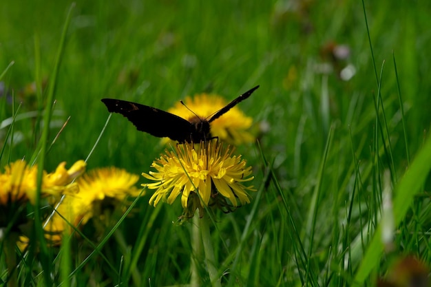 Flor de diente de león amarillo