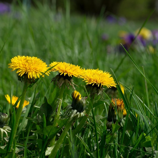 Flor de diente de león amarillo