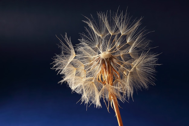 Flor de diente de león en azul oscuro