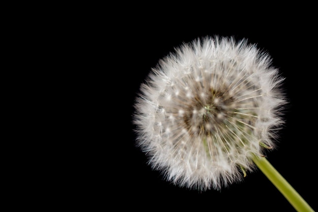 Flor de diente de león blanco sobre fondo negro