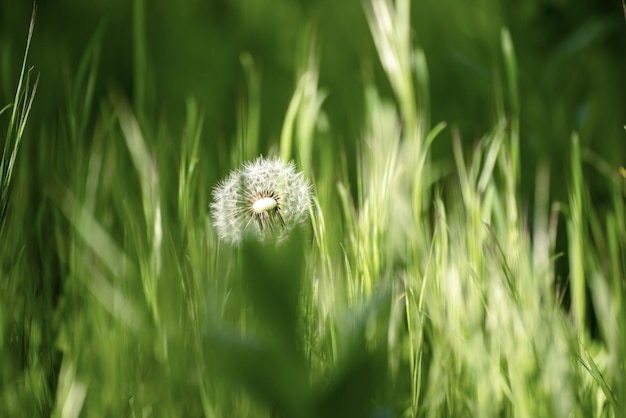 Flor de diente de león blanco