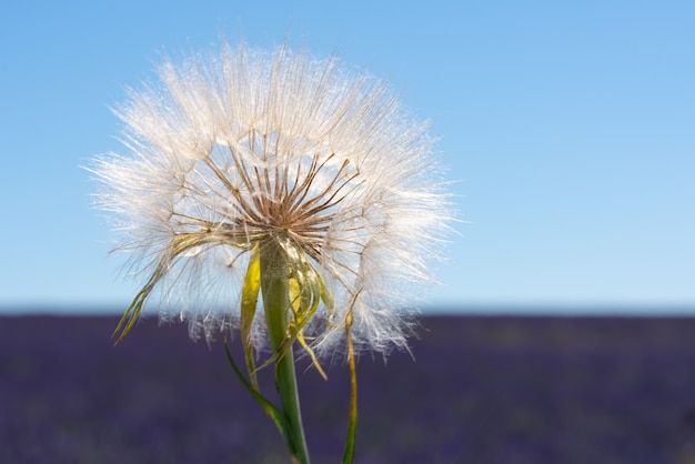 Flor de diente de león en un campo de lavanda