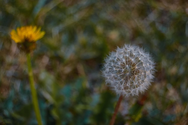 Flor de diente de león en el campo