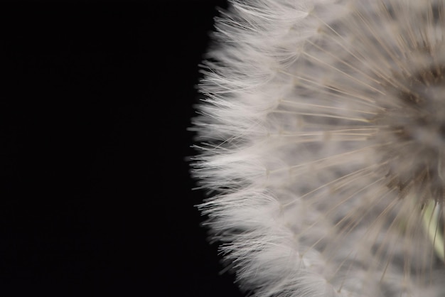 Flor de diente de león de cerca