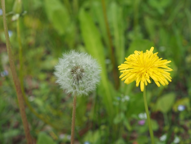 Flor de diente de león común