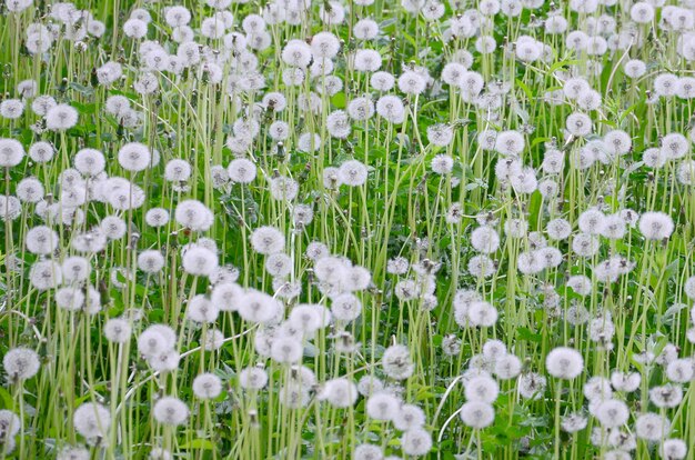Flor de diente de león esponjoso blanco en campo verde, natural