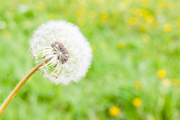 Flor de diente de león esponjoso blanco sobre un fondo de hierba borrosa.