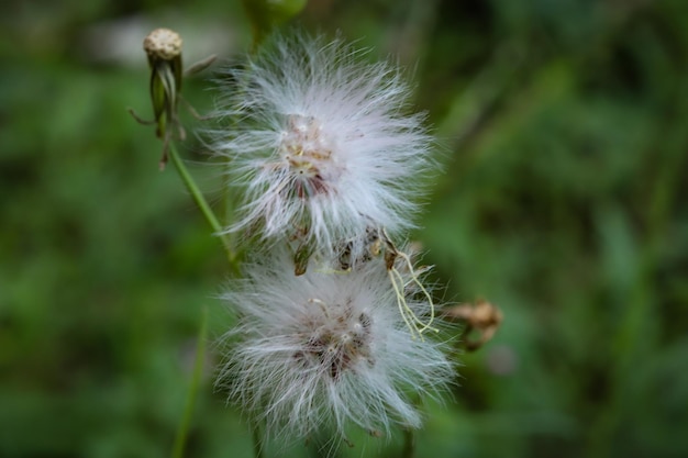 Foto una flor de diente de león con una flor blanca en el centro.