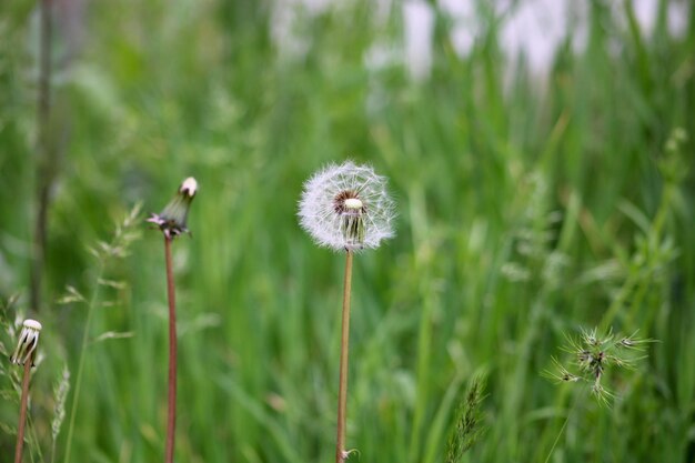 Foto la flor del diente de león en el fondo verde taraxacum