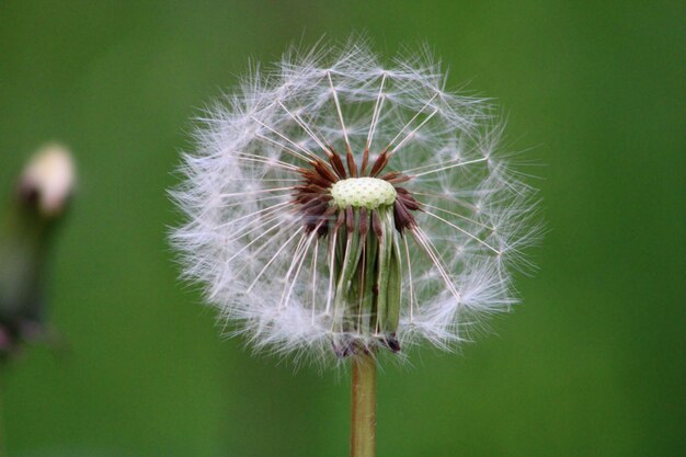 La flor del diente de león en el fondo verde taraxacum