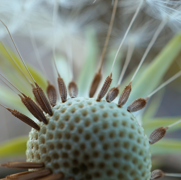 flor de diente de león en el jardín